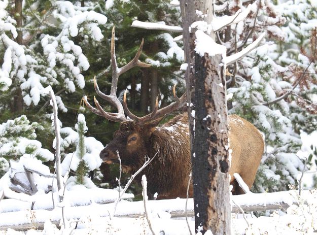 Bull In The Snow. Photo by Dave Bell.