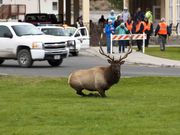 Mammoth Elk Theatre In The Round. Photo by Dave Bell.