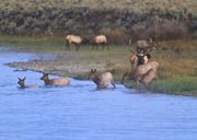 Into The River. Photo by Dave Bell.