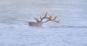 Swimmer. Photo by Dave Bell.