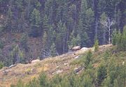 Big Boys On The Ridgeline. Photo by Dave Bell.