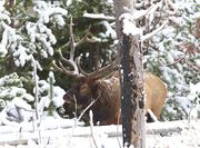 Bull In The Snow. Photo by Dave Bell.