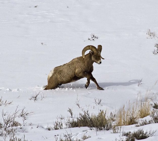 Tail Heavy. Photo by Dave Bell.