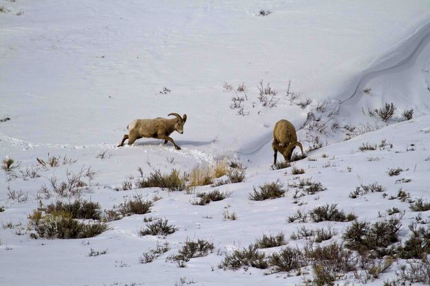 Follower. Photo by Dave Bell.