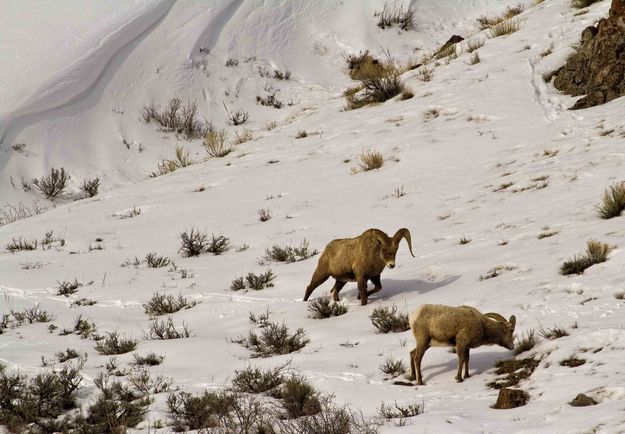 On The Move. Photo by Dave Bell.