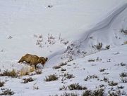 Bustin Loose--The Sheepquel. Photo by Dave Bell.