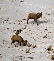 Two Nice Rams. Photo by Dave Bell.