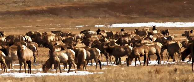 Feedground At Dog Creek. Photo by Dave Bell.