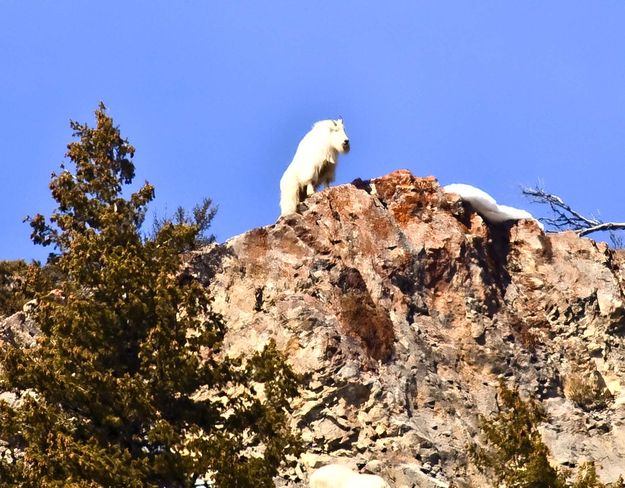 Billy Goat. Photo by Dave Bell.