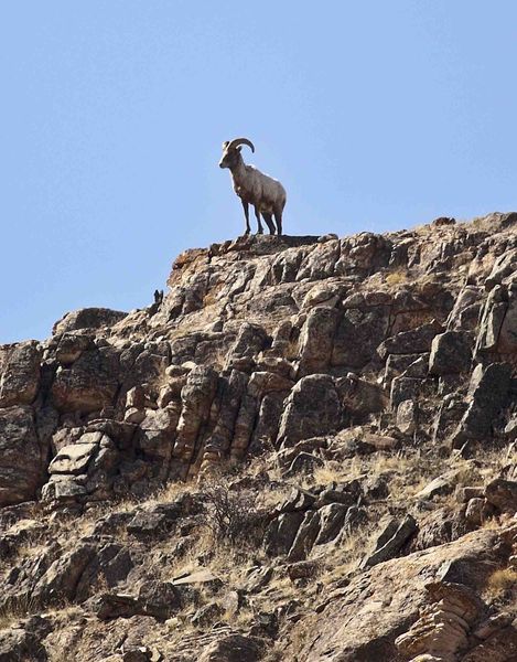 Surveying His Domain. Photo by Dave Bell.