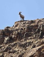 Surveying His Domain. Photo by Dave Bell.