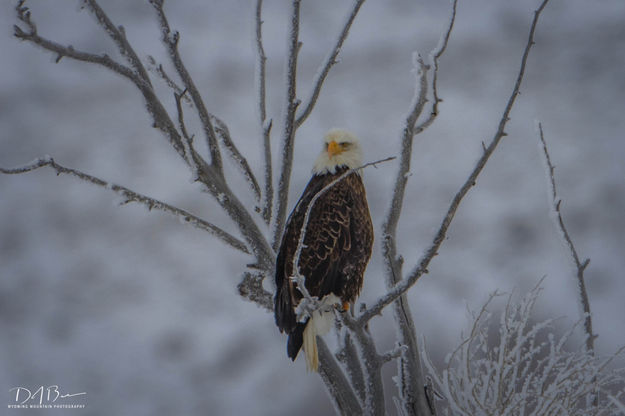 Lookout. Photo by Dave Bell.