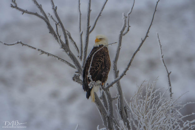 Spectacular Eyes. Photo by Dave Bell.