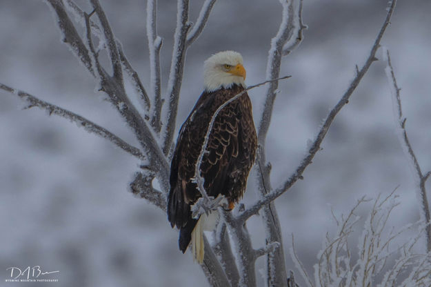 Frosty. Photo by Dave Bell.