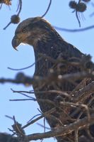 Immature Bald Eagle. Photo by Dave Bell.