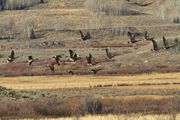 Geese. Photo by Dave Bell.