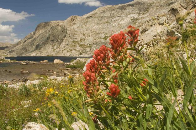 Indian Paintbrush. Photo by Dave Bell.