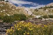 Flowers At Halls Lake. Photo by Dave Bell.