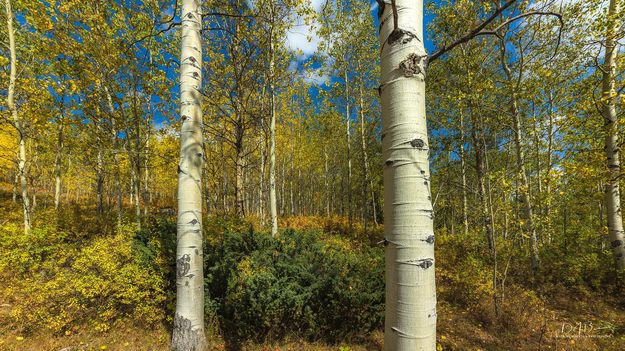 Fall Colors. Photo by Dave Bell.