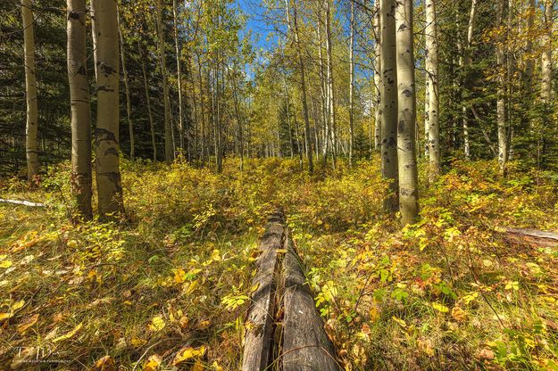 Leading Lines. Photo by Dave Bell.