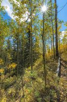 Beautiful Aspens And Foliage. Photo by Dave Bell.