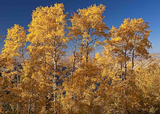 Aspen Over Fremont Lake. Photo by Dave Bell.