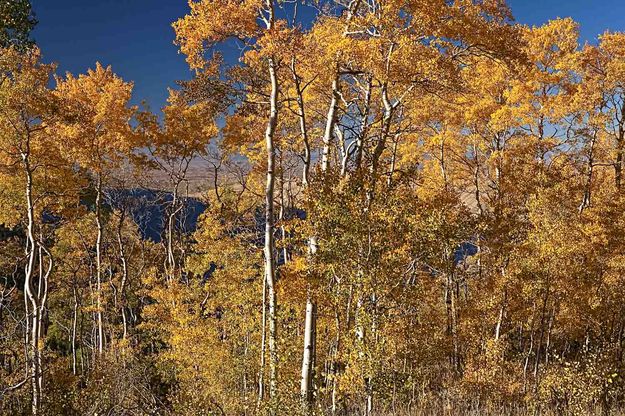 Aspen Wall. Photo by Dave Bell.