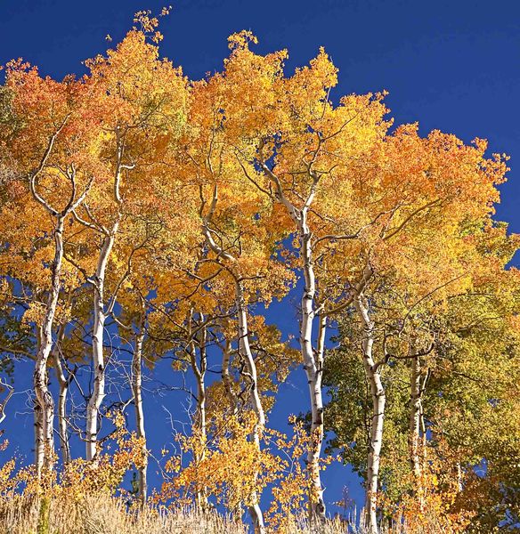 Ridgeline Aspen. Photo by Dave Bell.