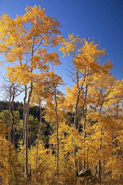 Aspen Fall Color. Photo by Dave Bell.