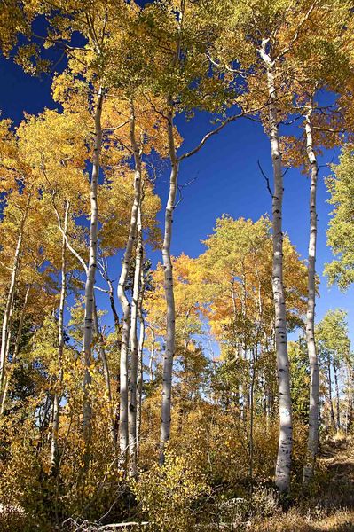 Aspen Canopy. Photo by Dave Bell.