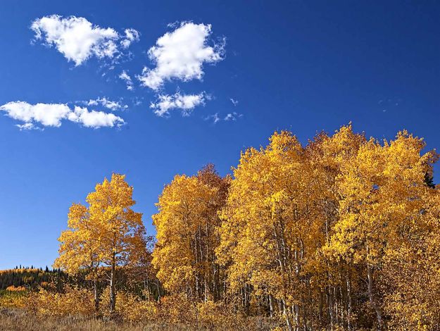 Golden. Photo by Dave Bell.