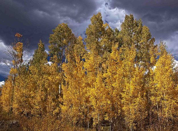 Aspen Grove. Photo by Dave Bell.