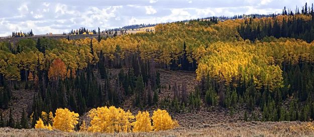 Beautiful Hillside. Photo by Dave Bell.