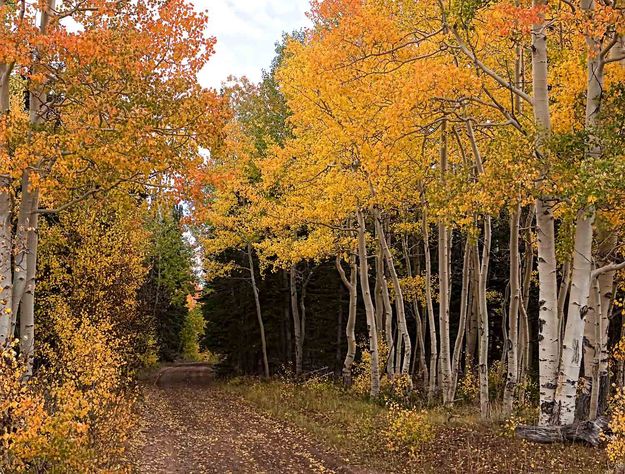 Beautiful Mountain Road. Photo by Dave Bell.