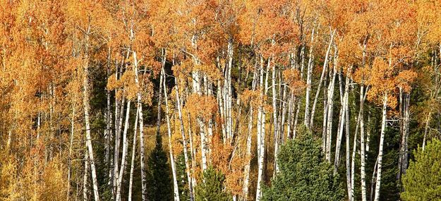 Wheat Field Aspen Color. Photo by Dave Bell.