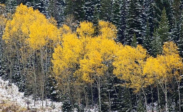 Yellow Highlights. Photo by Dave Bell.