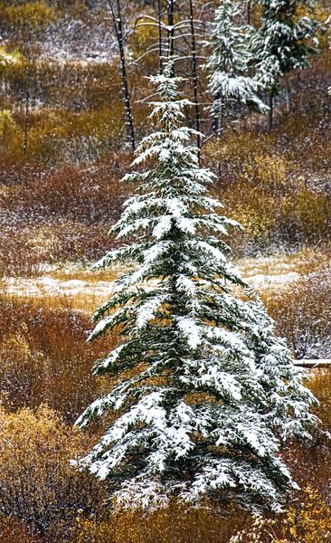 Beautiful Snowy Evergreen. Photo by Dave Bell.