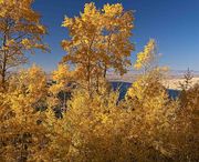 Glorious Aspen Above Fremont Lake. Photo by Dave Bell.