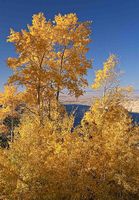 Blue And Gold?  Go Big Red!. Photo by Dave Bell.