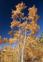 Skyline Drive Aspen. Photo by Dave Bell.