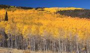 Brilliant Hillside. Photo by Dave Bell.