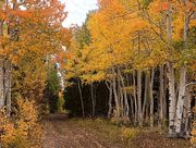 Beautiful Mountain Road. Photo by Dave Bell.