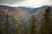 Golden Aspens Up Pine Creek Canyon. Photo by Dave Bell.