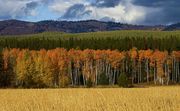 The Wheat Field. Photo by Dave Bell.