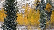 Evergreens And Aspens. Photo by Dave Bell.