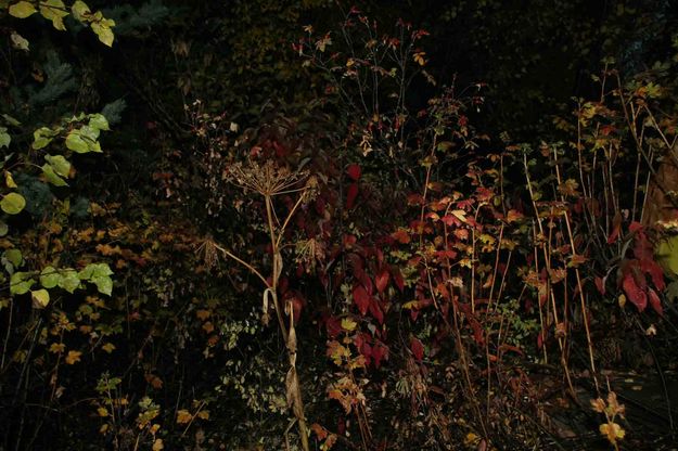 Red and Green Leaves. Photo by Dave Bell.