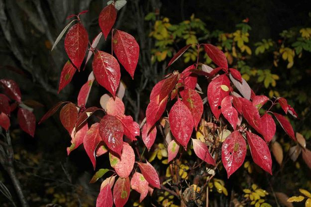 Really Red Leaves. Photo by Dave Bell.