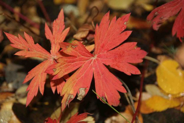 Orange Red Leaf. Photo by Dave Bell.