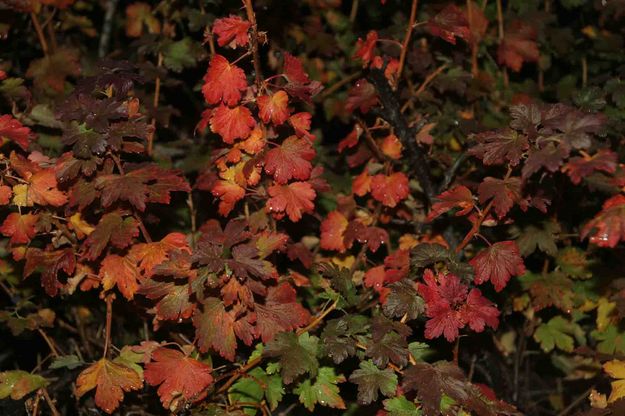 Red Undergrowth. Photo by Dave Bell.