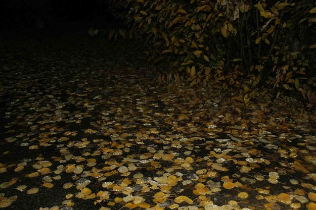 Fallen Aspen Leaves. Photo by Dave Bell.